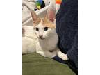 Theodore, Domestic Shorthair For Adoption In Palatine, Illinois