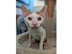Brillo, Cornish Rex For Adoption In Palatine, Illinois