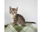 Wright, Domestic Shorthair For Adoption In Kennesaw, Georgia