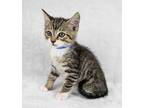 Frank, Domestic Shorthair For Adoption In Kennesaw, Georgia