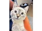 Kendal Snow, Domestic Shorthair For Adoption In Holland, Michigan