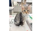 Ralph Clawford, Domestic Longhair For Adoption In Holland, Michigan