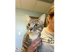 Spruce, Domestic Shorthair For Adoption In Blountville, Tennessee