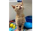 Johnny Cash, Domestic Shorthair For Adoption In Blountville, Tennessee