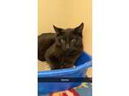 Gemini, Domestic Shorthair For Adoption In Blountville, Tennessee