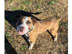 Yam, American Pit Bull Terrier For Adoption In Blountville, Tennessee