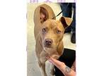 Honey, American Staffordshire Terrier For Adoption In White Plains, New York