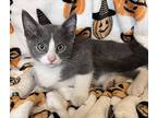 Ted, Domestic Shorthair For Adoption In San Gabriel, California