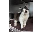 Patches, Domestic Longhair For Adoption In San Gabriel, California