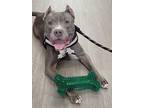 Dewey, American Staffordshire Terrier For Adoption In Clinton Township, Michigan