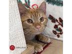 Martin, American Shorthair For Adoption In St. Louis, Missouri