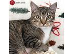 Arthur, American Shorthair For Adoption In St. Louis, Missouri