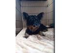 Tony, Schnauzer (miniature) For Adoption In Kettering, Ohio
