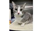Leo, Domestic Shorthair For Adoption In Richmond, Virginia