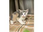 Carrie (with Friday The 13th), Domestic Shorthair For Adoption In Richmond