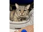 Calli, Domestic Mediumhair For Adoption In Richmond, Virginia