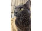 Milo, Domestic Mediumhair For Adoption In Southbury, Connecticut