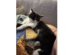George “chubbs” Washington, Domestic Shorthair For Adoption In Morgantown