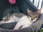 Sir Paul Mccatney, Domestic Shorthair For Adoption In Morgantown, West Virginia