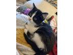 Theodora “dora” Roosevelt, Domestic Shorthair For Adoption In Morgantown