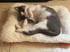 Odin & Baldr, Domestic Shorthair For Adoption In Morgantown, West Virginia