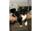 Broseph, Domestic Shorthair For Adoption In Steinbach, Manitoba