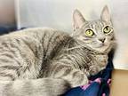 Dove, Domestic Shorthair For Adoption In Jackson, New Jersey