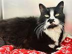 Nelson, Domestic Mediumhair For Adoption In Jackson, New Jersey