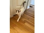 Spice (24-259 C), Domestic Shorthair For Adoption In Saint Johns, Michigan