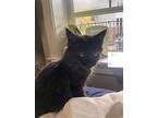 Ripley (24-245), Domestic Longhair For Adoption In Saint Johns, Michigan