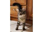 Shaggy (24-253 C), Domestic Shorthair For Adoption In Saint Johns, Michigan