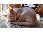 Scooby (24-254 C), Domestic Shorthair For Adoption In Saint Johns, Michigan