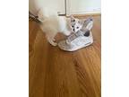 Sugar (24-258 C), Domestic Shorthair For Adoption In Saint Johns, Michigan