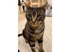 Chevy, Domestic Shorthair For Adoption In Steinbach, Manitoba
