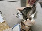 Stormy, Domestic Shorthair For Adoption In Mansfield, Texas