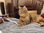 Nash, Domestic Shorthair For Adoption In Worcester, Massachusetts