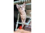 Scrappy (24-257 C), Domestic Shorthair For Adoption In Saint Johns, Michigan