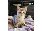 Daphne (24-256 C), Domestic Shorthair For Adoption In Saint Johns, Michigan