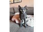 Xander Grey, Russian Blue For Adoption In Chandler, Arizona