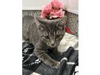 Piper, Domestic Shorthair For Adoption In Detroit, Michigan