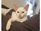Opal Shard, Siamese For Adoption In Chandler, Arizona