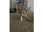 Chips, Domestic Shorthair For Adoption In Pittsburgh, Pennsylvania