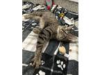 Mimiko, Domestic Shorthair For Adoption In Detroit, Michigan