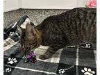 Hermione, Domestic Shorthair For Adoption In Detroit, Michigan