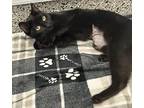Nanako, Domestic Shorthair For Adoption In Detroit, Michigan
