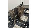 Ron Weasley, Domestic Shorthair For Adoption In Detroit, Michigan