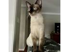 Sylvie, Siamese For Adoption In Chapel Hill, North Carolina
