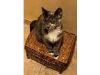 Tye, Domestic Mediumhair For Adoption In Plymouth, Minnesota