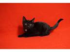 Johnny D, Domestic Shorthair For Adoption In Fountain Hills, Arizona