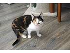Mickey Gee, Domestic Shorthair For Adoption In Fountain Hills, Arizona